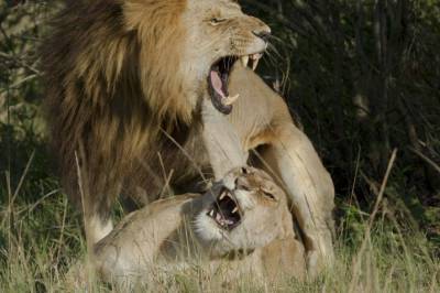 Forskere har oppdaget et helt nytt løvebrøl