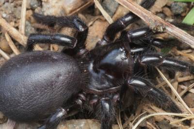 Disse livsfarlige dyrene kan hjelpe folk med høyt blodtrykk, smerter og slag