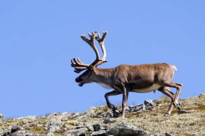 Jaktforbud vil ha negativ effekt