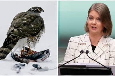 – Vi er ikke spesielt opptatt av ulike fuglearter