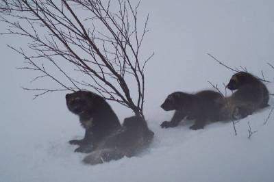 Vil ha jervebestanden ned på bestandsmål i år