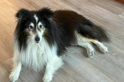 Basse (11) kastet åtte meter