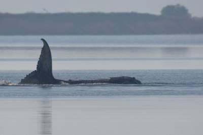 Tyskland: Redningsaksjonen for hvalen Timmy fortsetter