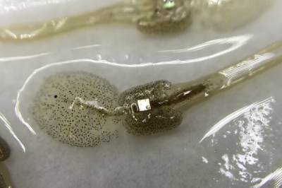 Ny studie: Lakselus trives dårligere i miljø der det er mange fisker tilgjengelig – et resultat som overrasket forskerne