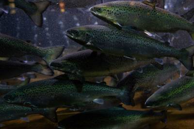 Undersøkelse: Folk flest har lite kunnskap om hva laksen spiser