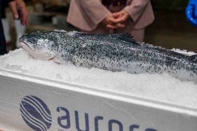 Nå mates norsk fisk med kylling: – Forbindes med noe ekkelt