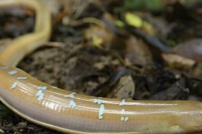 Ikke alt som ser ut som slanger, er slanger