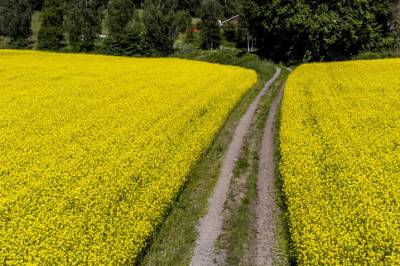 Slik lages oljer av oliven og raps