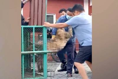 Tror leoparden er bedøvet