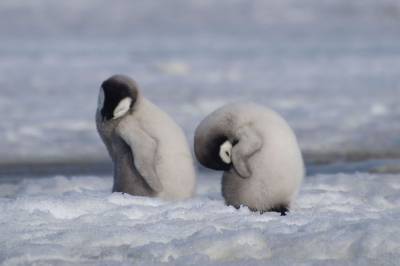 Tusenvis av pingvin-babyer drukner
