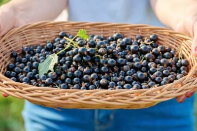 Dette glemte bæret har superegenskaper