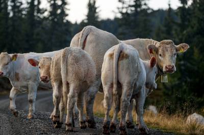 Metanhemmere er tukling med naturen – og det er helt greit