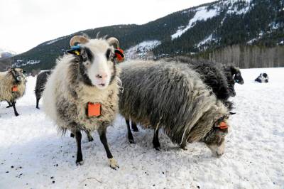 Fikk 28 millioner i produksjonstilskudd for sauer som ikke produserer noen ting