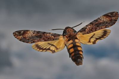 Her er den største og minste sommer­fuglen du kan se i Norge i sommer