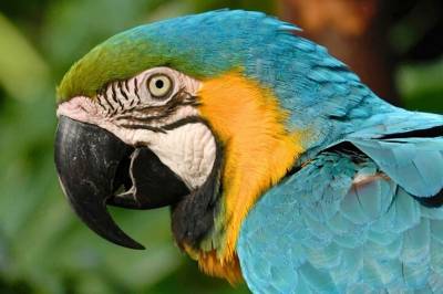 400 år gammelt øye-mysterium løst: – Dette burde ikke være mulig