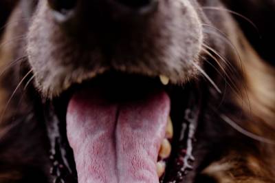 Veterinær advarer: – Jeg har sett hunder dø av pinne­skader
