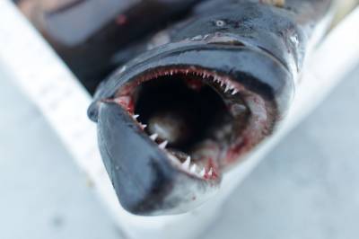 Hva heter Norges største flyndre?