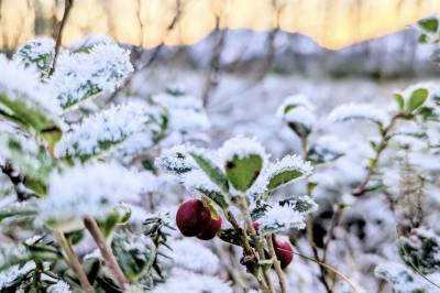 Adventskalender 12. desember